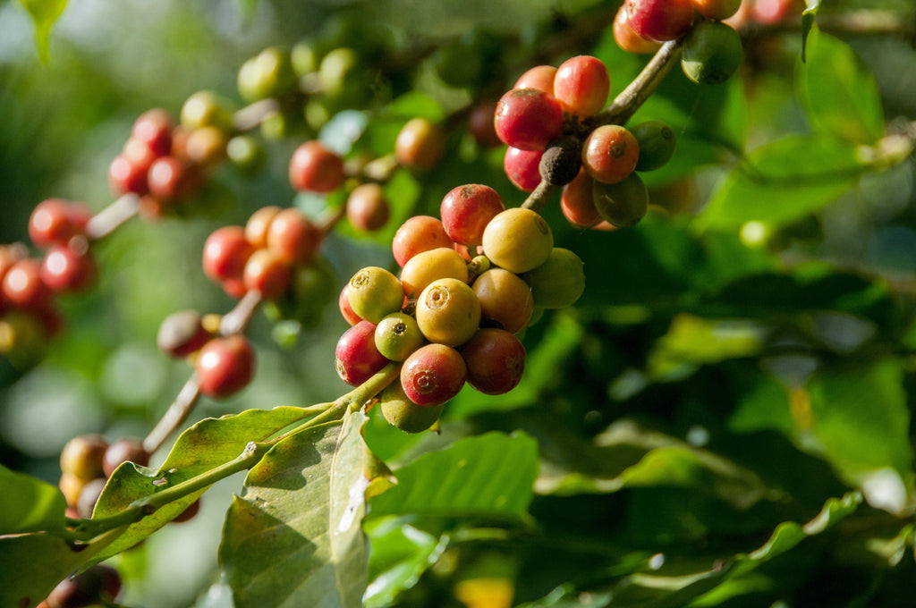 7 Reasons Micro-Loans Help Coffee Farmers Thrive